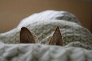 catears Photo of cat ears listening