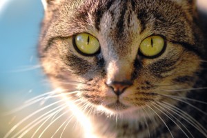 Photo of intuitive cat