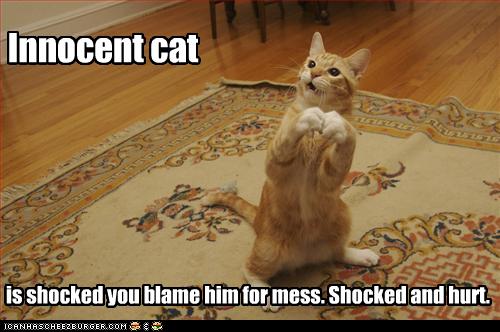 Photo of cat meme that says "Innocent cat is shocked you blame him for mess. Shocked and hurt."