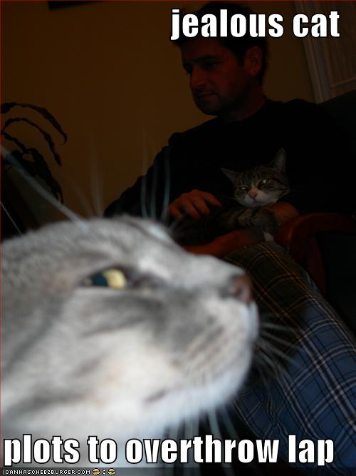 Meme of jealous cat with text: "jealous cat plots to overthrow lap."