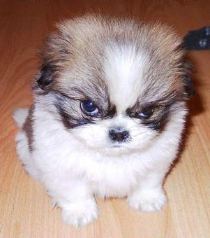 photo of adorably angry puppy